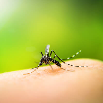 Best Tips for Eliminating Mosquitoes (and Secret Mosquito Repellent Recipe)