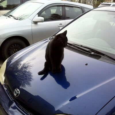 Cat On A Hot Car Hood