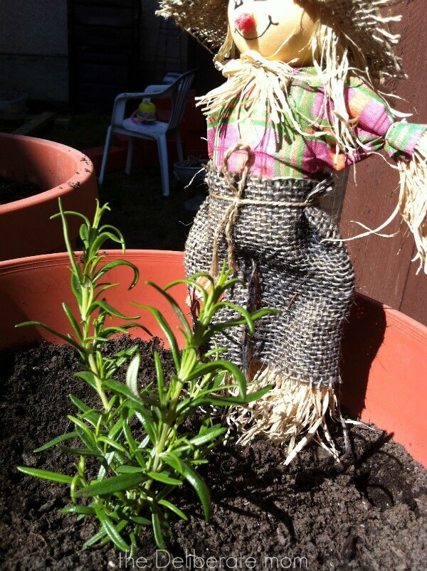 Plants and herbs are essential to every outdoor play space for children.