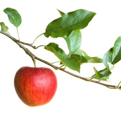 A is for Apple: A Preschool Unit Study