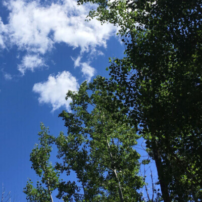 How to Create a Complete Nature Study About Trees