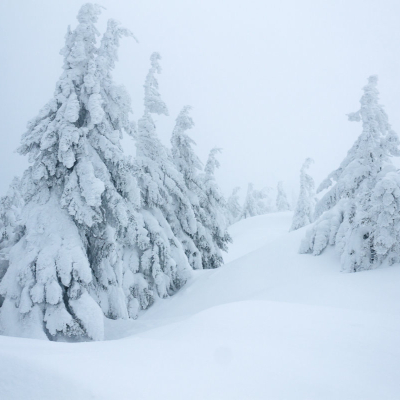 A Spectacular Snow Nature Study